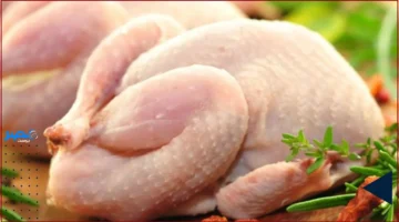 أسعار اليوم.. تحديث جديد لأسعار الفراخ البيضاء في بورصة الدواجن الأحد 5-10-2025